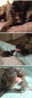 3 Dog And Rat Are Best Friends Unusual Animal Friends Unlikely Animal Friends Cute Rats
