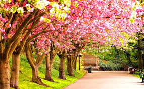 Choose from hundreds of free scenery wallpapers. Desktop Wallpapers Nature Spring Wallpaper Cave