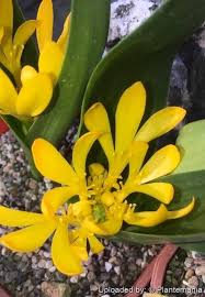 Image result for Daubenya