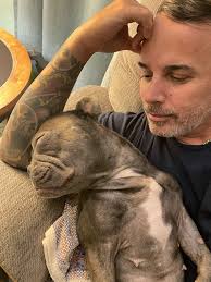 Clasificados French Bulldogs Puerto Rico