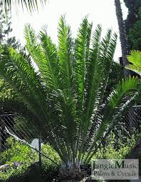 Image result for Encephalartos schmitzii