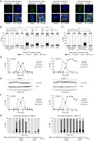 Check spelling or type a new query. Polo Like Kinase Acts As A Molecular Timer That Safeguards The Asymmetric Fate Of Spindle Microtubule Organizing Centers Elife
