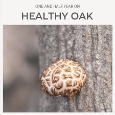 How to cut shiitake mushrooms. Buy Dalamhari Dried Shiitake Mushrooms Sliced Donggo Grade A Convenient Cut Slice Dehydrated Premium Whole Shitake Mushroom For Cooking 51g Online In Uzbekistan B08ldlzx39