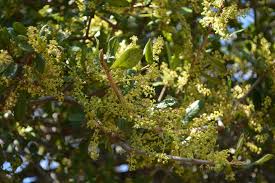 Image result for Pappea capensis