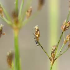 Image result for Fimbristylis quinquangularis