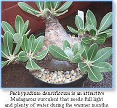 Image result for Pachypodium