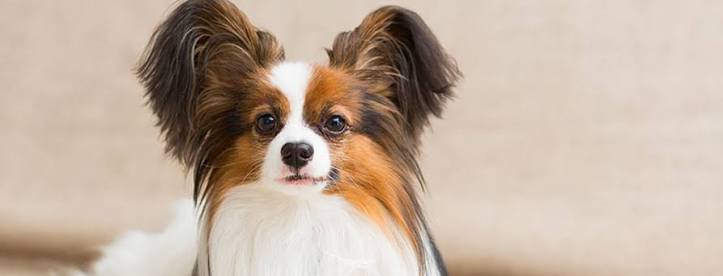 Papillon Breed Guide and Insurance Plan | Healthy Paws