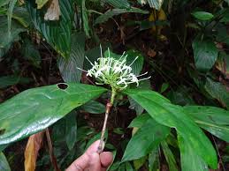 Image result for Pavetta uniflora