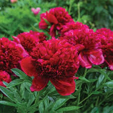 Az évelő, piros pünkösdi rózsa (paeonia officinalis) az egyik legkedveltebb falusi virág volt. Punkosdi Rozsa Ar Vasarlas Rendeles Velemenyek