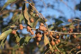 Image result for Grewia flavescens