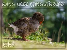 Frohe pfingsten lustig grüße zu pfingsten pfingsten bilder schönen sonntag sprüche frohe pfingsten, lustige grüße zu pfingsten, wünsche schönes pfingstfest, lieder von thomas koppe. Coolphotos De Grusskarten Feiertage Pfingsten Seite 3