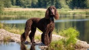 Image result for irský vodní španěl