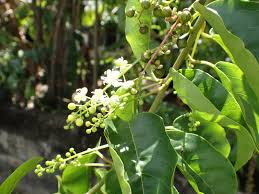 Image result for Petiveriaceae