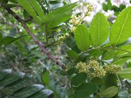 Image result for Zanthoxylum lindense