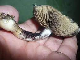 Golden teacher mushrooms are the most popular strain of the psilocybe cubensis fungus. File Mature Golden Teacher Jpg Wikimedia Commons