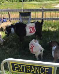 Maybe you would like to learn more about one of these? The Little Country Farm Petting Zoo Home Facebook
