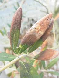 オリーブの耐風性 耐寒性 Olive Gardening過去ログ倉庫