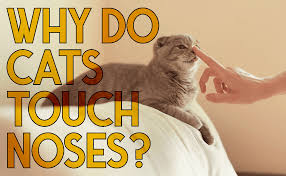 Cats commonly get certain types of cancer. Why Do Cats Touch Noses With Each Other Catwiki