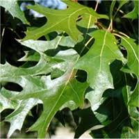 Regular price $307.95 sale price $307.95 regular price. Tree Atlas Ontario Ca