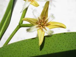 Image result for Rhizophoraceae