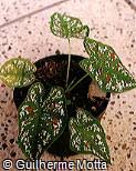 Caladium bicolor, called heart of jesus, is a species in the genus caladium from latin america. Caladium Bicolor Florida Clown Herbacea Paisajismo Y Jardin