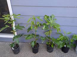 Image result for Faurea rubriflora