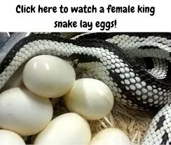 We did not find results for: Ask A Naturalist How Do Snakes Lay Eggs