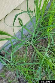 Image result for Eleusine