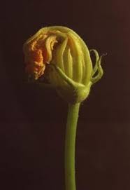 How to tell the difference between squash and zucchini plants. How To Tell The Difference Between Cucumber Squash Seedlings Zucchini Plants Cucumber Plant Growing Zucchini