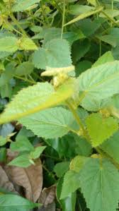 Image result for Sida urens