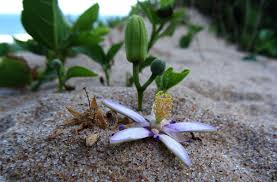 Image result for Malvaceae subfamily Grewioideae