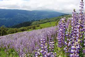Specific ingredients in lupin might lower cholesterol and blood sugar. Riverbank Lupine U S National Park Service