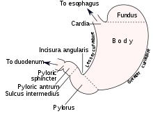 stomach wikipedia