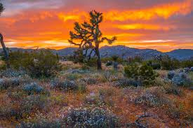We did not find results for: God Spilled Buckets Of Paint Joshua Tree National Park Sup Flickr