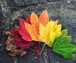 نگهداری برگ های پاییزی با 6 روش علمی و اصولی