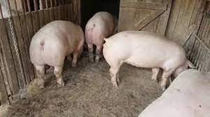 Cumpara sau vinde porci, purcei si scroafe gestante olt alege cele mai bune oferte de porci rasa vietnamezi, mangalita, bazna, duroc si pietran pe animalutul.ro. Porci Rasa De Vanzare Youtube