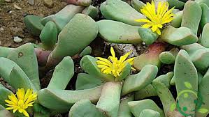 Image result for Aizoaceae