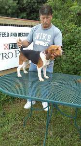 If you're looking for kitchen storage ideas, you can't go wrong with a dresser. Ukc Beagle Classifieds Cheap Buy Online