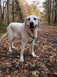Moxy Yellow Lab 13 Years Old Labrador Retriever Animals Yellow Lab