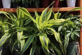 カシワバゴムは観葉植物の中でも育てやくて初心者にもおすすめ 胡蝶蘭 スタンド花のプレミアガーデン
