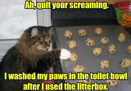 Download the marvelous cat memes clean funny. Funny Clean Cat Jokes