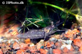 As mentioned previously, ghost shrimp live for around a year, but this can vary depending on the individual and the place of origin. Ghost Shrimp Care Size Life Span Tank Mates Breeding