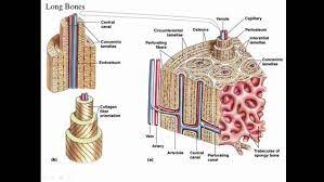 Compact Bone Diagram Anatomy Bones Human Anatomy Drawing Human Anatomy