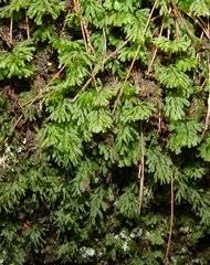 Image result for Hymenophyllum triangulare