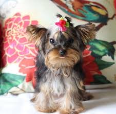 Yorkies (especially those tiny little puppies!) are also incredibly adorable, which doesn't hurt their popularity either—they often land in the american kennel club's top 10 list of most popular dog breeds. Teacup Yorkies For Sale Under 300 Dollars Classifieds On In All For Sale Pets