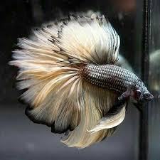 Pin By Alsosusieq2 On My Pin S Betta Fish Betta Betta Fish Tank