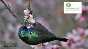 The Nili And David Jerusalem Bird Observatory Posts Facebook