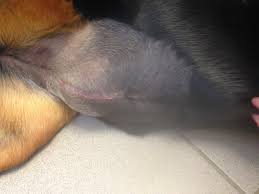 Checking the wound site daily for any changes is extremely important.any formation of seromas should be monitored and drained if deemed necessary by a veterinarian. Diary Of A Real Life Veterinarian Seroma The Pocket Of Fluid To Keep Quiet