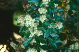Image result for Syzygium niassense