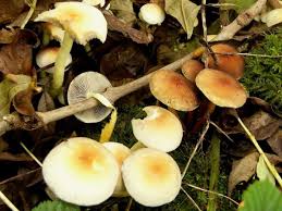 Right now at the time of writing, these medium to large mushrooms are out there in force. Monthly Mushroom Sulphur Tuft Hypholoma Fasciculare Woodlands Co Uk